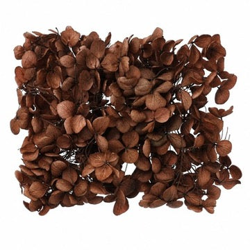 Dried Flower Box Hydrangea (Gingerbread Brown)