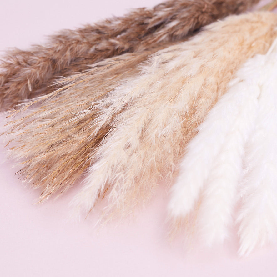Dried Flower Pampas Stems (Natural)