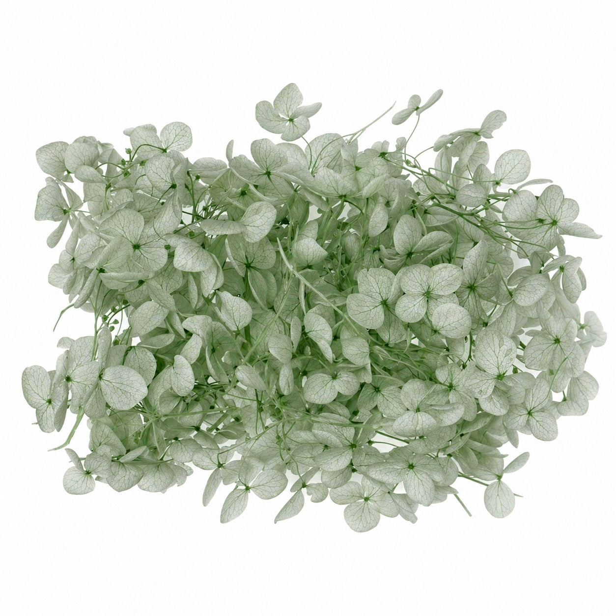 Dried Flower Box Hydrangea (Light Sage)