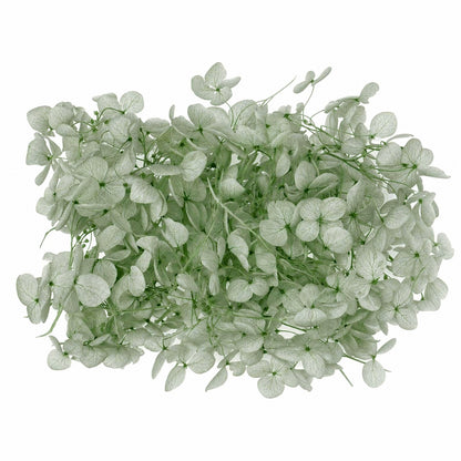 Dried Flower Box Hydrangea (Light Sage)