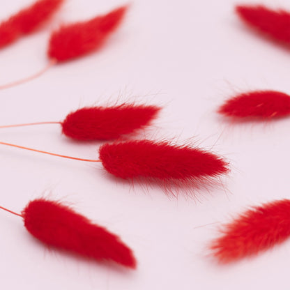Dried Flower Box Lagurus (Red)