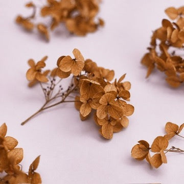 Dried Flower Box Hydrangea (Antique Orange)