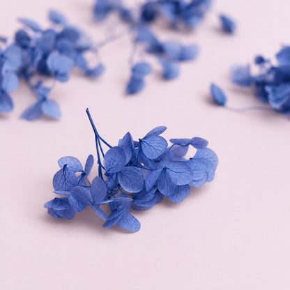 Dried Flower Box Hydrangea (Navy Blue)