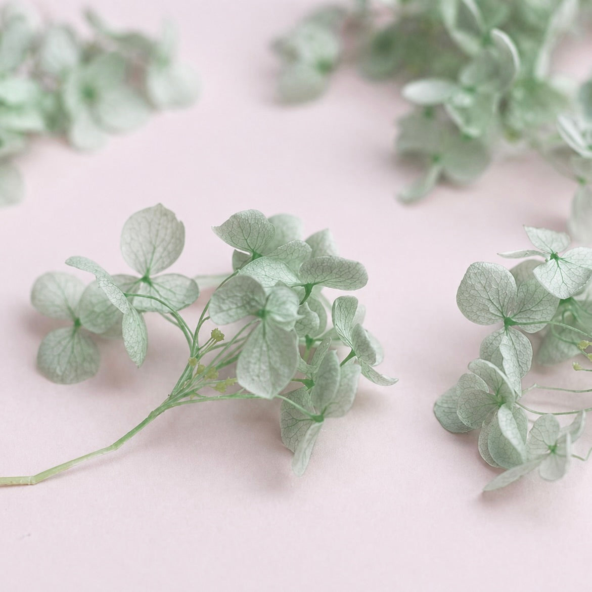 Dried Flower Box Hydrangea (Light Sage)