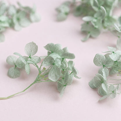 Dried Flower Box Hydrangea (Light Sage)