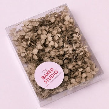 Dried Flower Box Hydrangea (Vintage Beige)