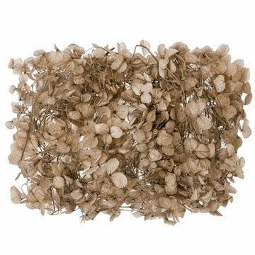 Dried Flower Box Hydrangea (Vintage Beige)