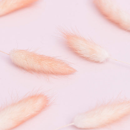 Dried Flower Box Lagurus (Peach)