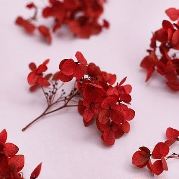 Dried Flower Box Hydrangea (Red)