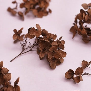 Dried Flower Box Hydrangea (Gingerbread Brown)