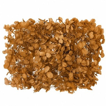 Dried Flower Box Hydrangea (Antique Orange)