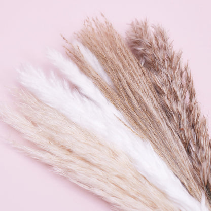 Dried Flower Pampas Stems (Natural)