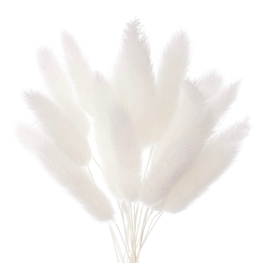 Dried Flower Box Lagurus (White)