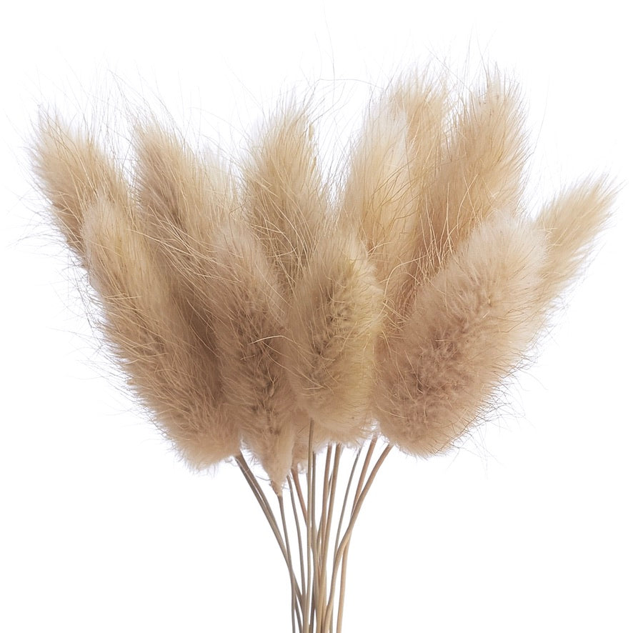 Dried Flower Box Lagurus (Natural)