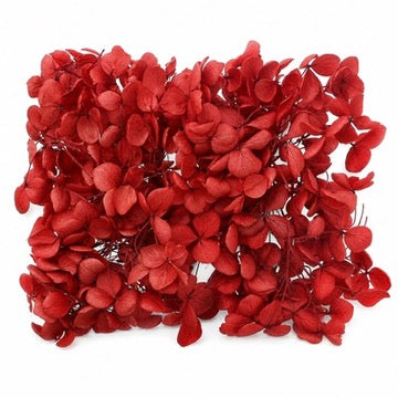 Dried Flower Box Hydrangea (Red)