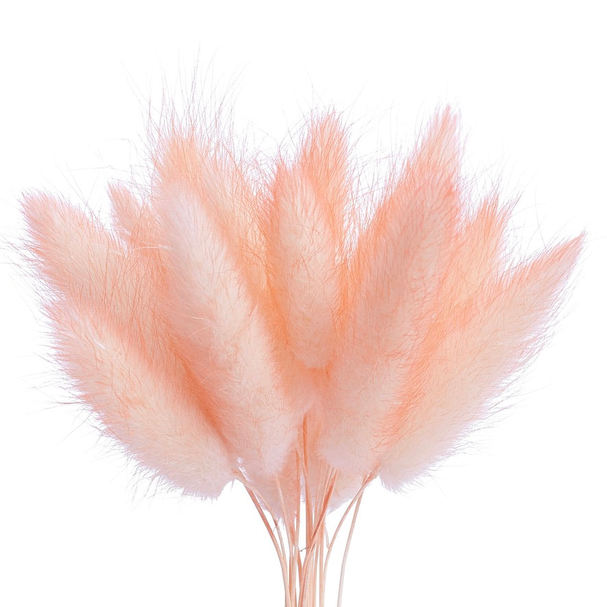 Dried Flower Box Lagurus (Peach)