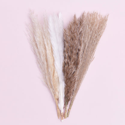 Dried Flower Pampas Stems (Natural)