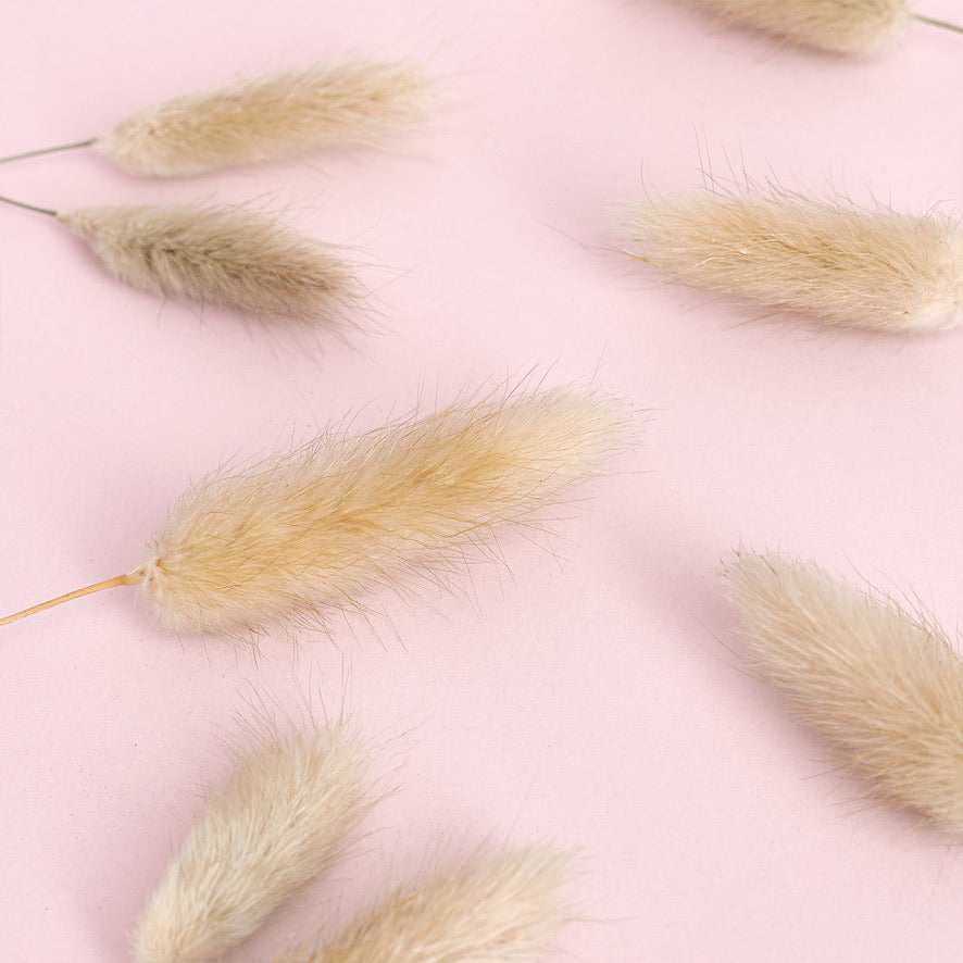 Dried Flower Box Lagurus (Natural)