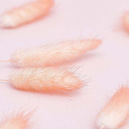 Dried Flower Box Lagurus (Peach)