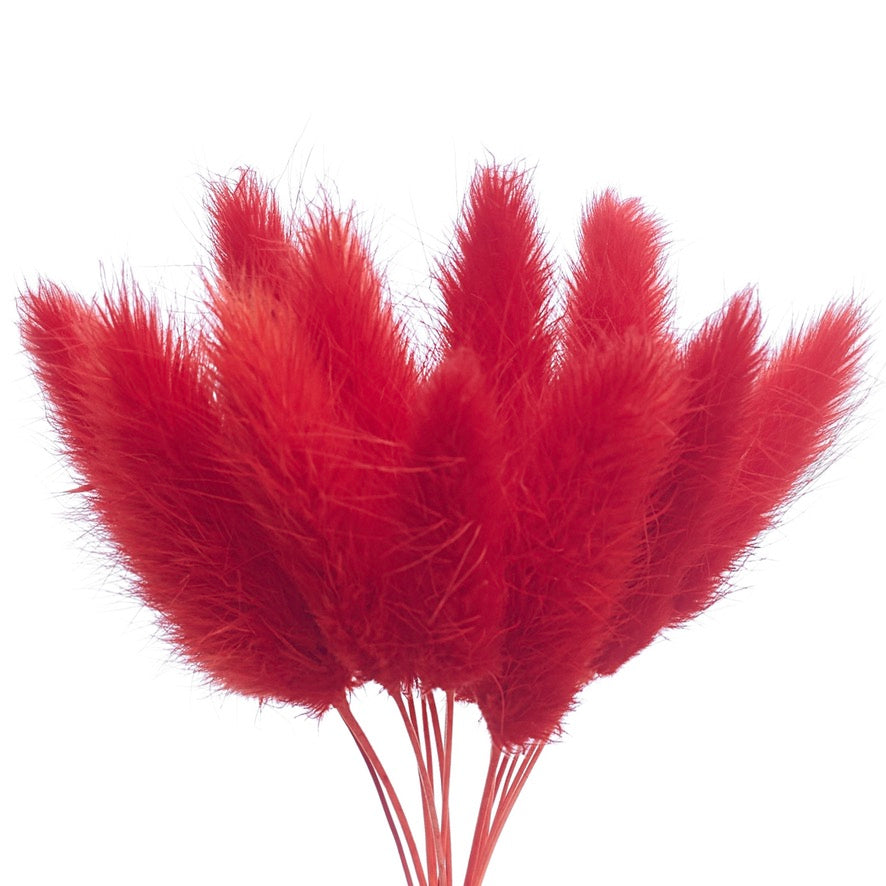 Dried Flower Box Lagurus (Red)