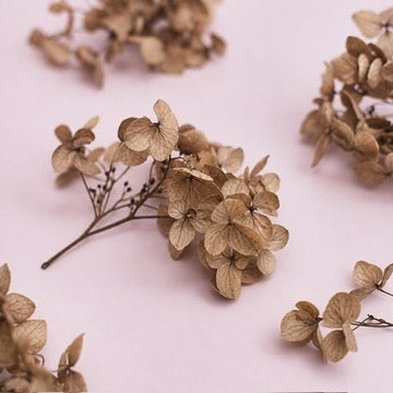 Dried Flower Box Hydrangea (Vintage Beige)