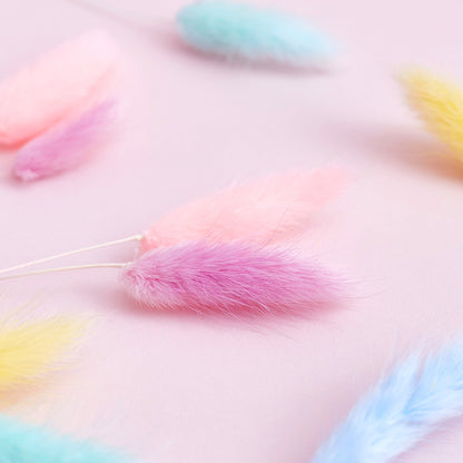 Dried Flower Box Lagurus (Rainbow Pastel)